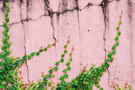 Old pink cement wall with cracks